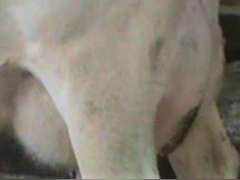 Fresh 2-2 Mkg 101# SCC-10K 2nd Lact (3/4 Cow)