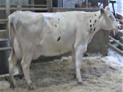 Fresh 8-1 Mkg 107# SCC-32K Due 8-6 2nd Lact (Slight LLR)