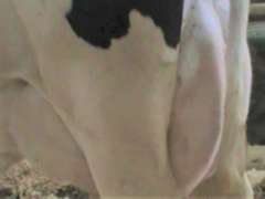 Fresh 1-8 Mkg 104# SCC-5 Due 12-12 3rd Lact