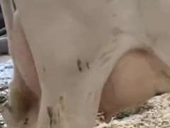 UPDATE: Dry & Dry Treated Due 6-26 Coming 2nd Calf