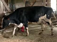 Dry & Dry Treated Due 5-9 w/ 3rd Calf
