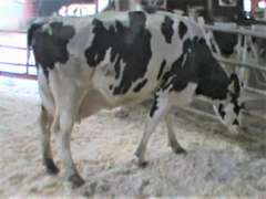 Fresh 11-4 Mkg 134# SCC-12K Due 11-27 4th Lact