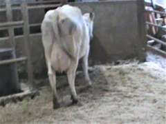Fresh 8-1 Mkg 107# SCC-32K Due 8-6 2nd Lact (Slight LLR)