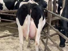 Fresh 9-28 Mkg 74# SCC-34K Due 9-28 1st Lact