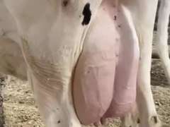 Dry & Dry Treated Due 6-28 w/ 2nd Calf