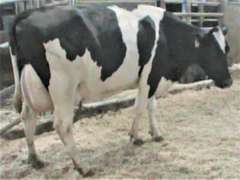 Fresh 9-17 Mkg 98# SCC-56K Due 10-5 2nd Lact