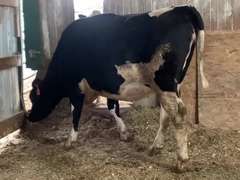 Bred Heifer Preg 8 Months