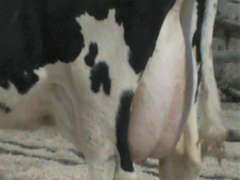 Fresh 12-9 Mkg 110# 4.3%Fat SCC-22K Due 12-6 2nd Lact