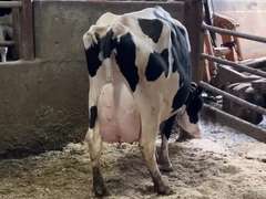 Fresh 12-21 Mkg 158# SCC-19 Due 12-17(High Cow In The Herd!)