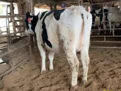 Bred Heifer Preg 7 1/2 Months