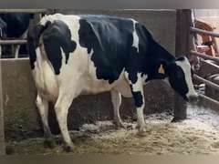 Fresh 5-20 Mkg 98# 4.2%F Due 9-19 3rd Lact