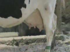 Dry & Dry Treated Due 6-28 w/ 4th Calf (3/4 LF)