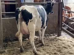 Dry & Dry Treated Due 6-19 w/ 2nd Lact