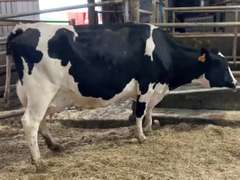 Fresh 5-20 Mkg 98# 4.2%F Due 9-19 3rd Lact