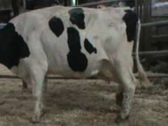 Fresh 9-11 Mkg 98# SCC-58K Due 8-3 3rd Lact (3/4-RF)