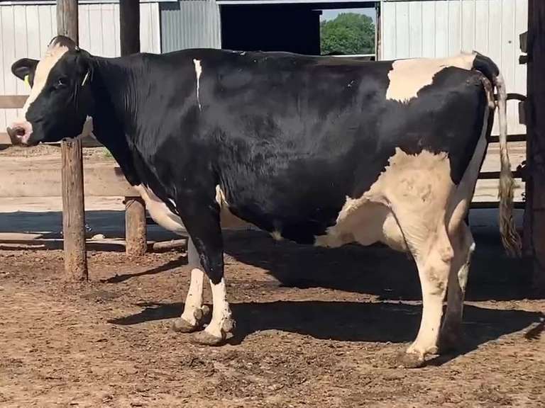 Preg Due 9-14 4th Lact 27K SCC