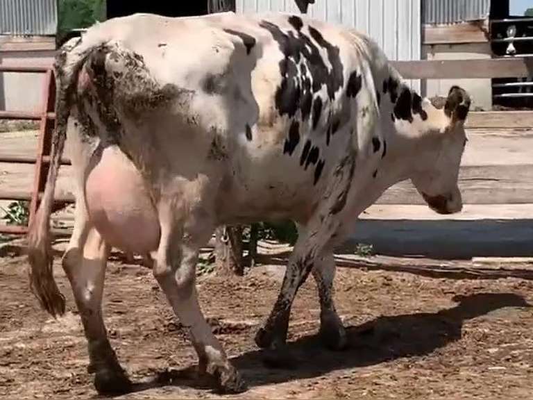Fresh 4-30 Mkg 60# SCC-19K 3rd Lact Exposed (Hoof Wart)