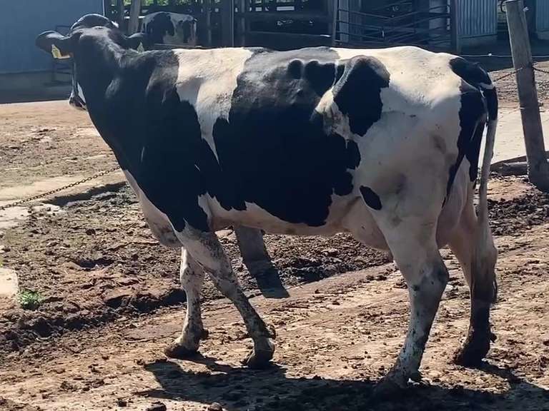 Fresh 5-11 Mkg 64# SCC-229K 3rd Lact Exposed (Hoof Wart)