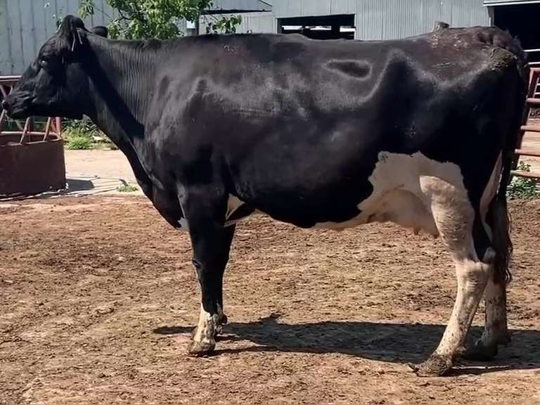 Dry & Dry Treated Due 8-12 w/ 4th Calf SCC-132K (LRF)