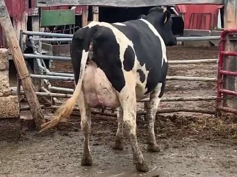 Fresh 6-19-19 Mkg 84# SCC-13K Due 11-24 1st Lact (Slight Rev Tilt)