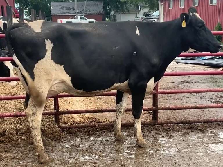 Fresh 12-23 Mkg 64# 4.7%F SCC-71K Due 12-14 1st Lact