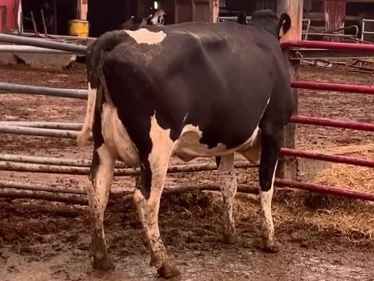 Dry & Dry Treated-Due 10-9 Lact Avg SCC-0.7
