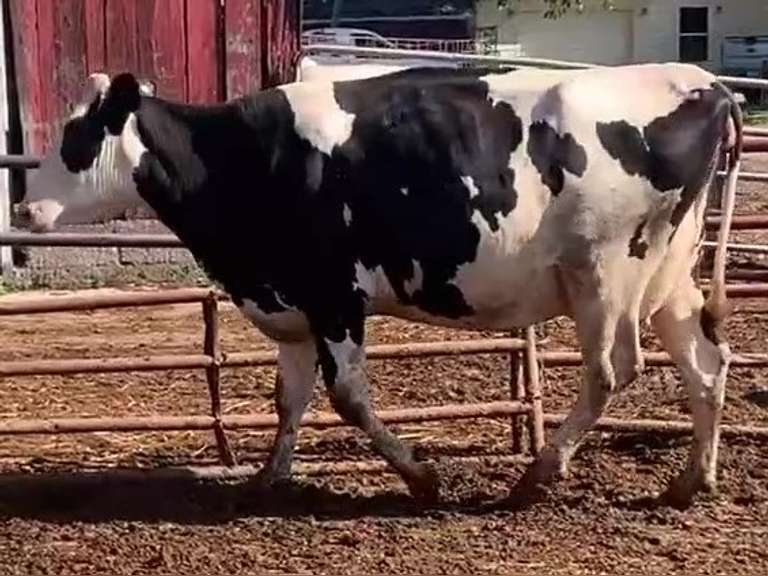 Dry & Dry Treated- Due 9-6 w/ 2nd Calf Lact Avg SCC-0.3