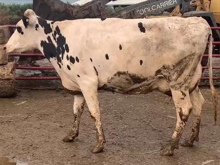 Fresh 6-3-19 Mkg 76# 4.2%F SCC-13K Due 1-9 1st Lact