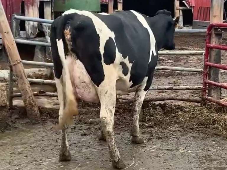 Fresh 6-19-19 Mkg 84# SCC-13K Due 11-24 1st Lact (Slight Rev Tilt)