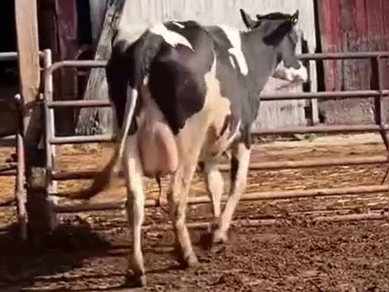 Dry & Dry Treated-Due 9-6 w/ 2nd Calf Lact Avg SCC-0.3