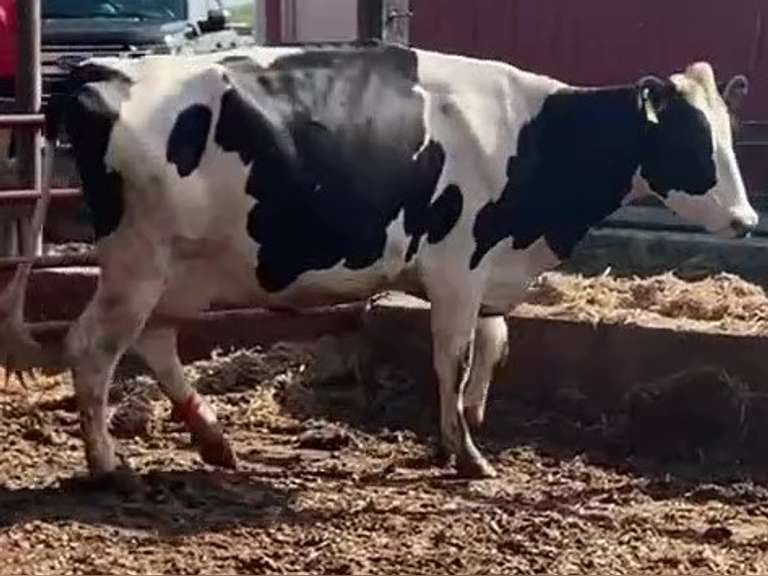 Dry & Dry Treated Due 9-6 w/ 2nd Calf Lact Avg SCC-0.3