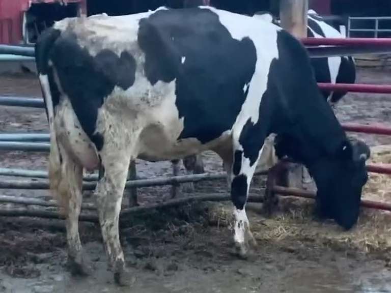 Dry & Dry Treated Due 10-9 w/ 2nd Calf Lact Avg SCC-1.7