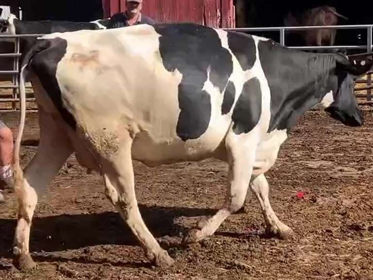 Dry & Dry Treated-Due 9-6 w/ 2nd Calf Lact Avg  SCC-1.5 (30430# me)