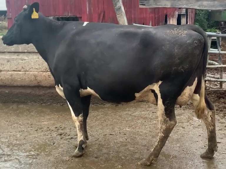 Dry & Dry Treated-Due 10-9 w/ 2nd Calf Lact Avg SCC-2.0
