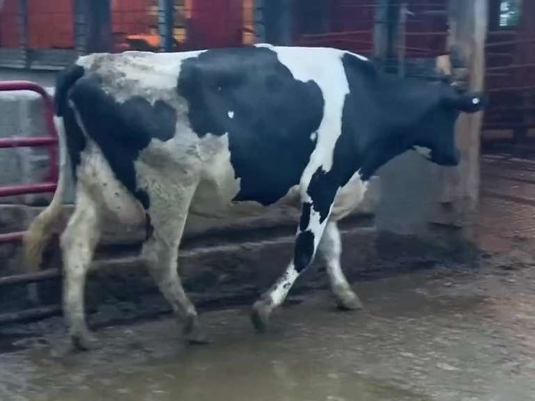 Dry & Dry Treated Due 10-9 w/ 2nd Calf Lact Avg SCC-1.7
