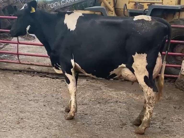 Fresh 2-29 Mkg 64# 4.1%F SCC-20K Due 2-18 1st Lact