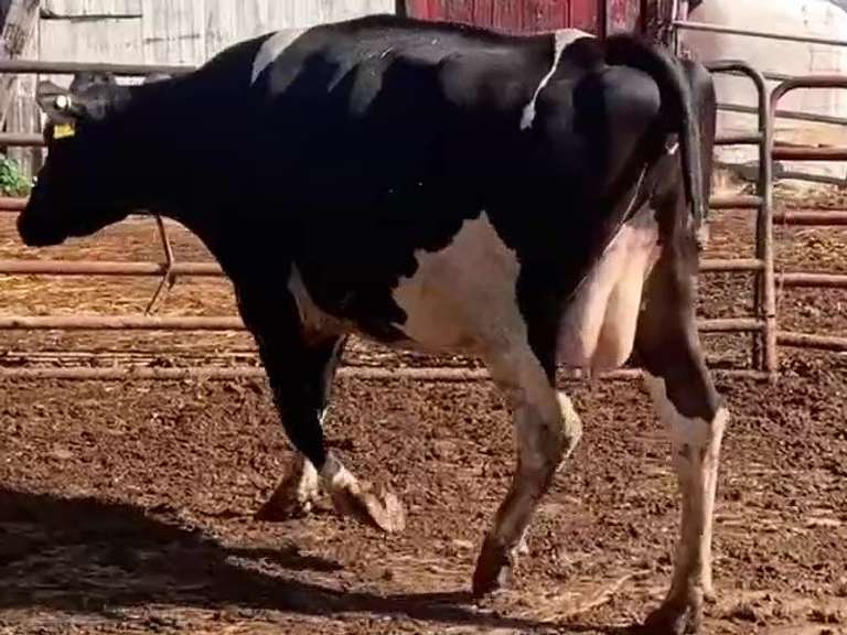 Dry & Dry Treated-Due 9-6 w/ 2nd Calf Lact Avg SCC-1.0