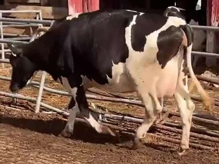 Dry & Dry Treated Due 8-16 w/ 2nd Calf Lact Avg SCC-0.9