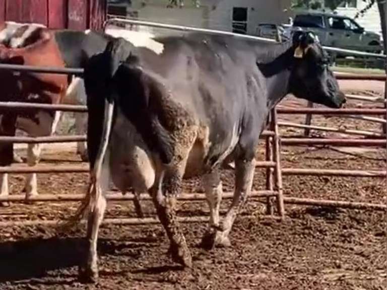 Dry & Dry Treated-Due 8-16 w/ 2nd Calf :act Avg SCC-1.7 (1st 27625# me)