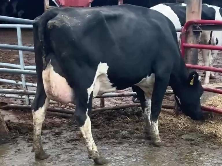 Fresh 7-9 Mkg 84# 4%F SCC-54K 2nd Lact