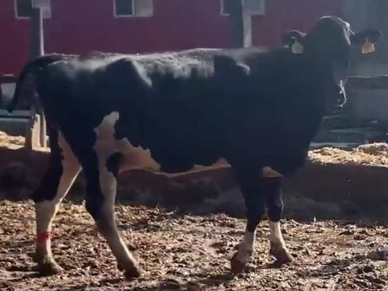 Dry & Dry Treated- Due 9-25 w/ 2nd Calf Lact Avg SCC-0.6