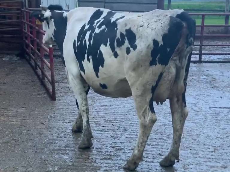Fresh 3-3 Mkg 84# 4.5%F SCC-41K Due 2-18 1st Lact (Slight LRR)
