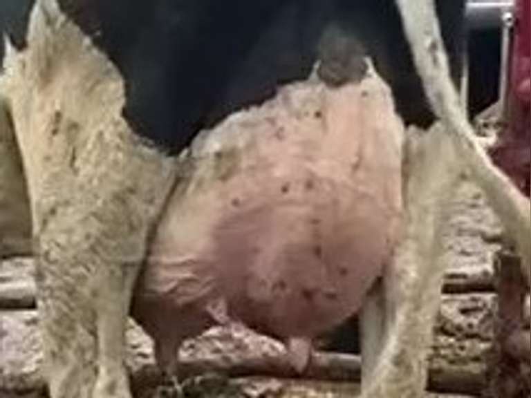 Fresh 6-13 Mkg 94# SCC-13K 2nd Lact (3/4 Cow-LR)
