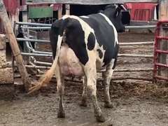 Fresh 6-19-19 Mkg 84# SCC-13K Due 11-24 1st Lact (Slight Rev Tilt)