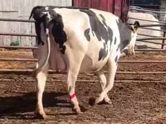 Dry & Dry Treated Due 9-15 w/ 2nd Calf Lact Avg SCC-1.9