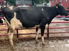 Fresh 12-23 Mkg 64# 4.7%F SCC-71K Due 12-14 1st Lact