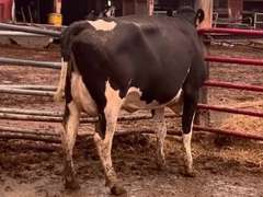 Dry & Dry Treated-Due 10-9 Lact Avg SCC-0.7