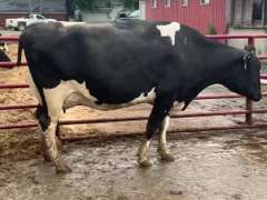 Dry & Dry Treated Due 10-19 w/ 2nd Calf Last Test SCC 13K (Wry Face)