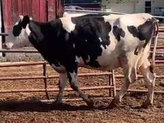 Dry & Dry Treated- Due 9-6 w/ 2nd Calf Lact Avg SCC-0.3