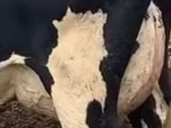 Fresh 2-29 Mkg 64# 4.1%F SCC-20K Due 2-18 1st Lact